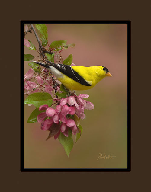 American Goldfinch